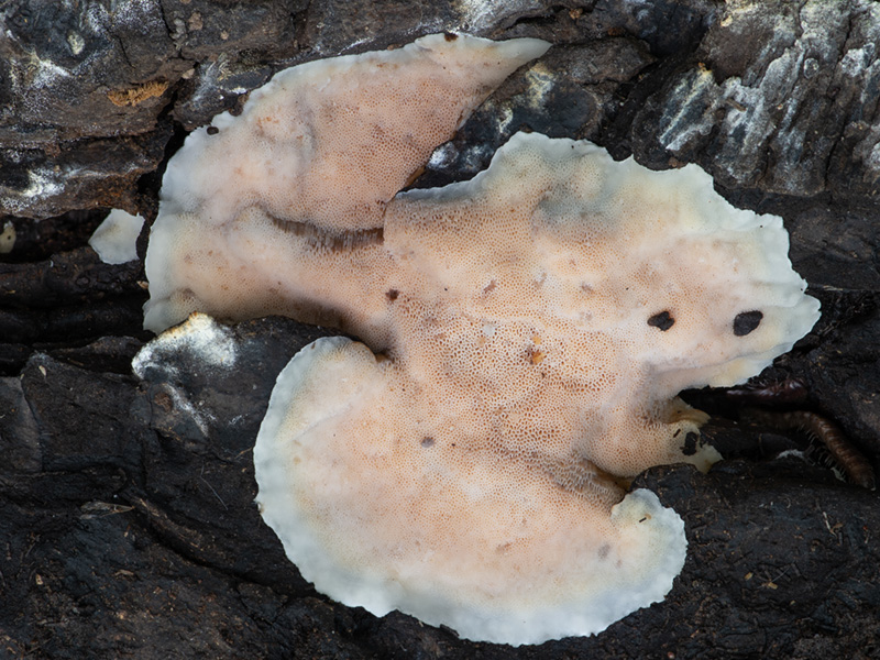 Rigidoporus pouzarii Rigidoporus pouzarii